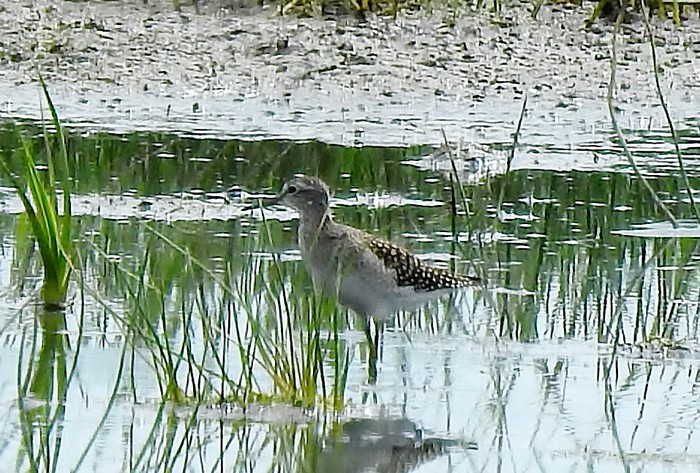 Wood Sandpiper
