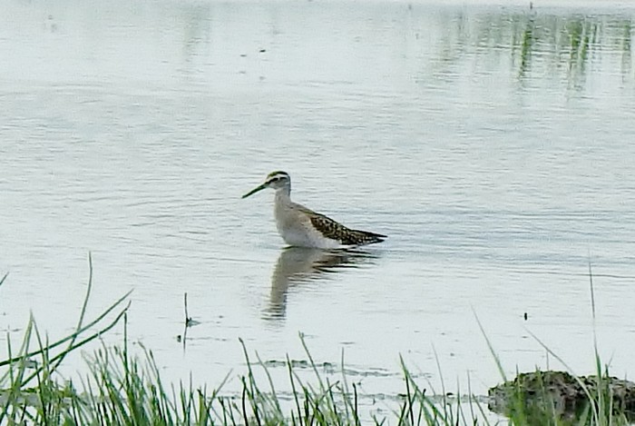 Wood Sandpiper