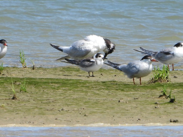 Black Tern