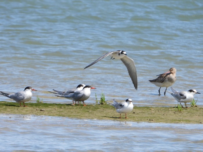 Black Tern