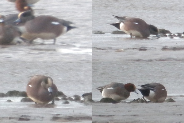 American Wigeon
