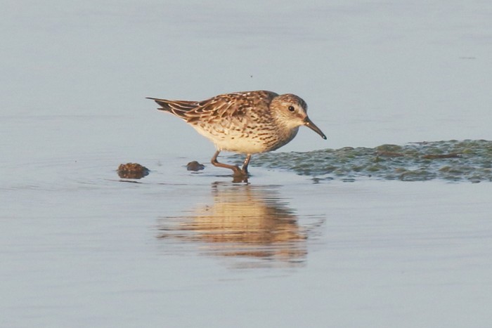 White-rumped Sandpiper