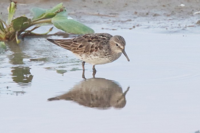 White-rumped Sandpiper