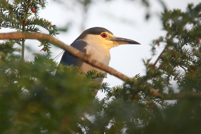Night Heron