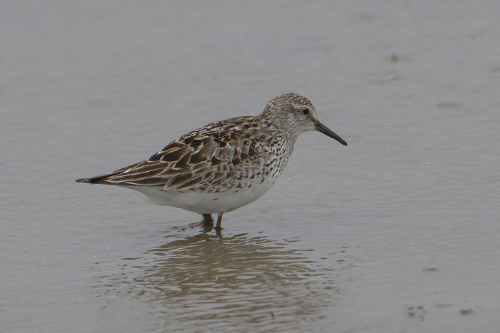 White-rumped Sandpiper