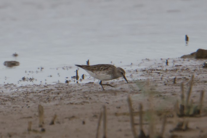 White-rumped Sandpiper