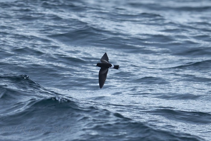 Wilson's Petrel