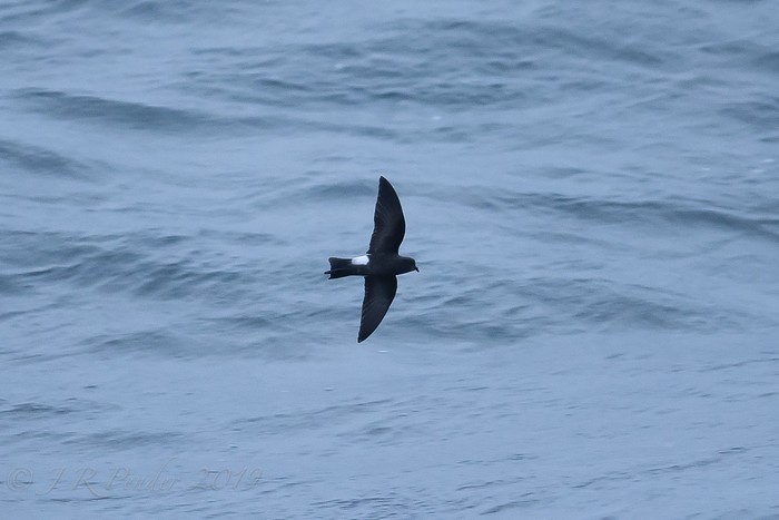 Wilson's Petrel