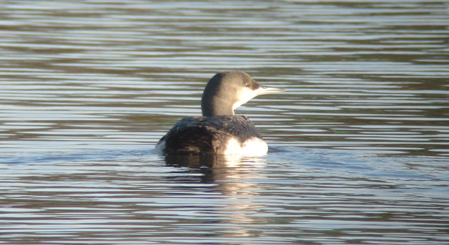 Black-throated Diver