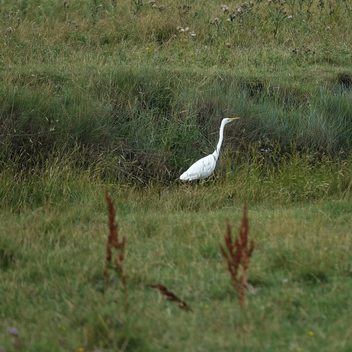 Great White Egret