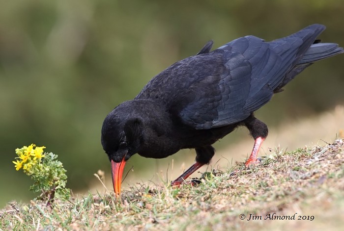 Chough