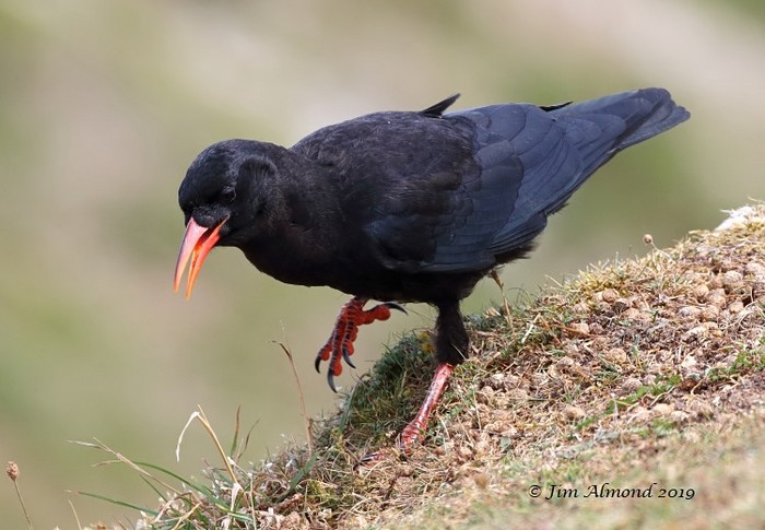 Chough