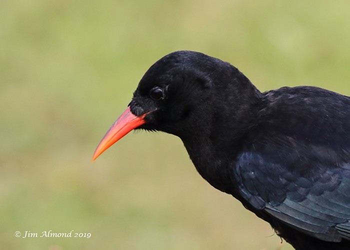 chough