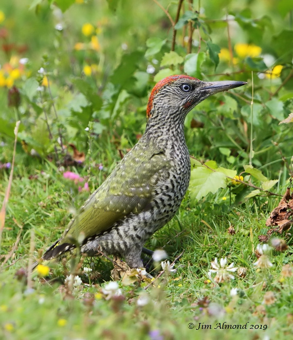 Green Woodpecker
