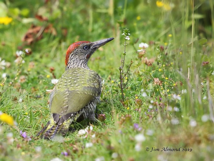 Green Woodpecker
