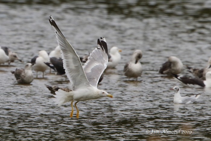 Yellow-legged Gull