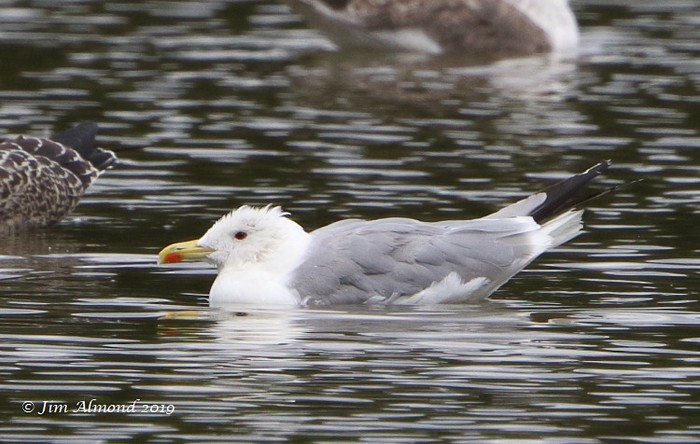 Yellow-legged Gull