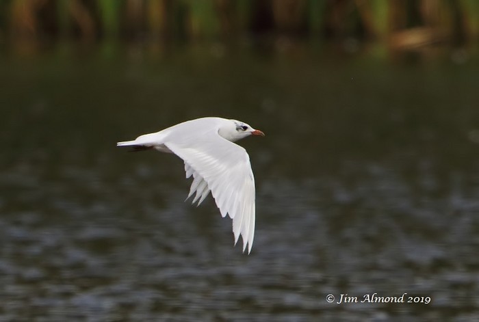 Mediterranean Gull