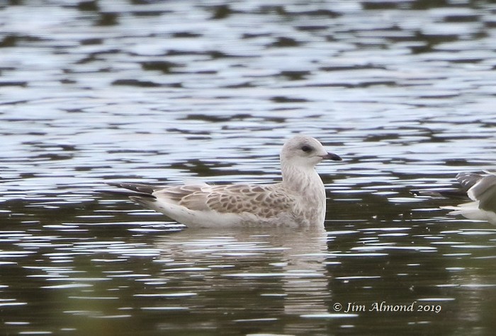 Common Gull