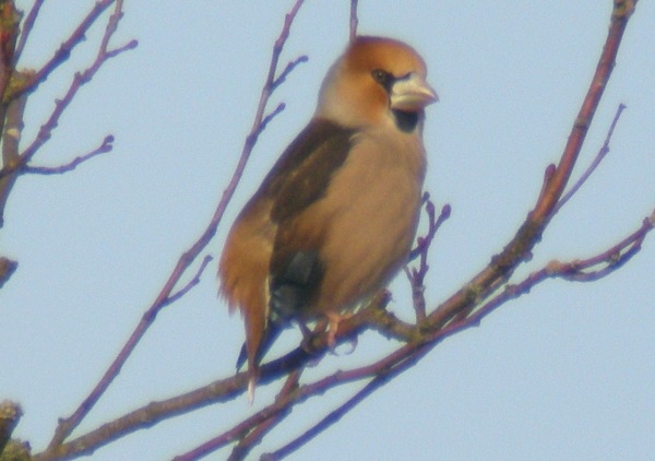 Hawfinch