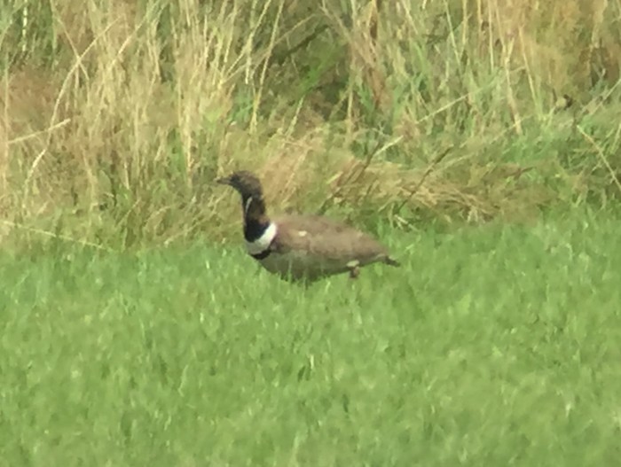 Little Bustard