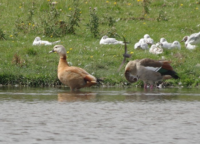 hybrid Ruddy Shelduck