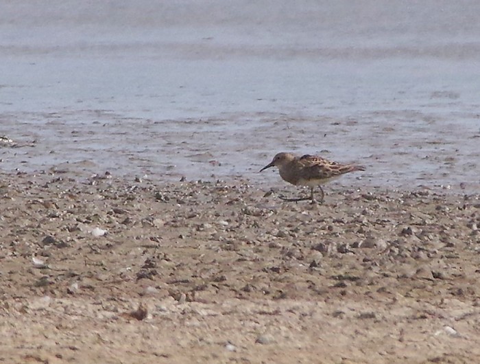 Pectoral Sandpiper