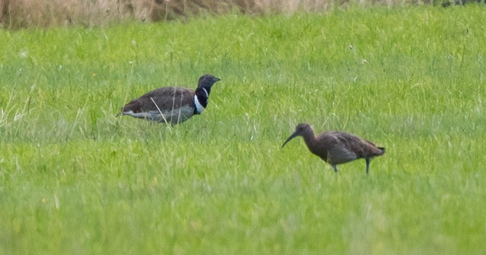 Little Bustard