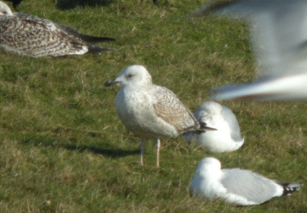 Caspian Gull