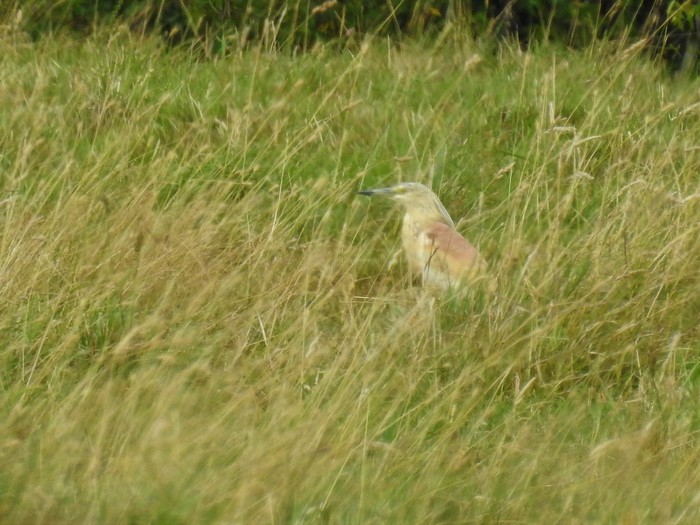 Squacco Heron