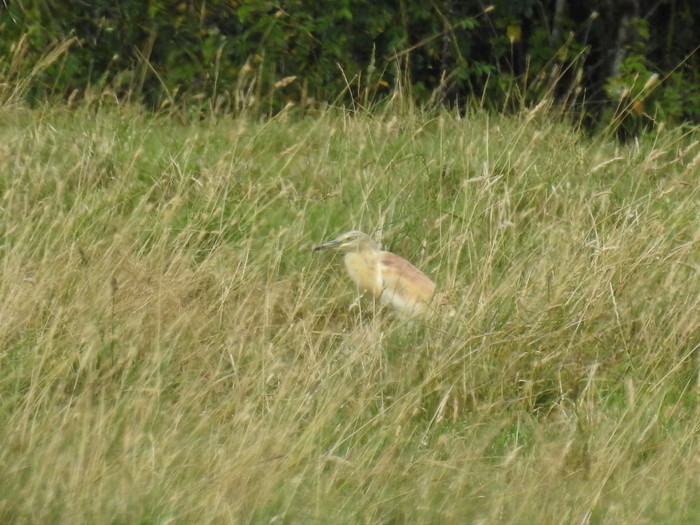 Squacco Heron