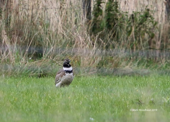Little Bustard