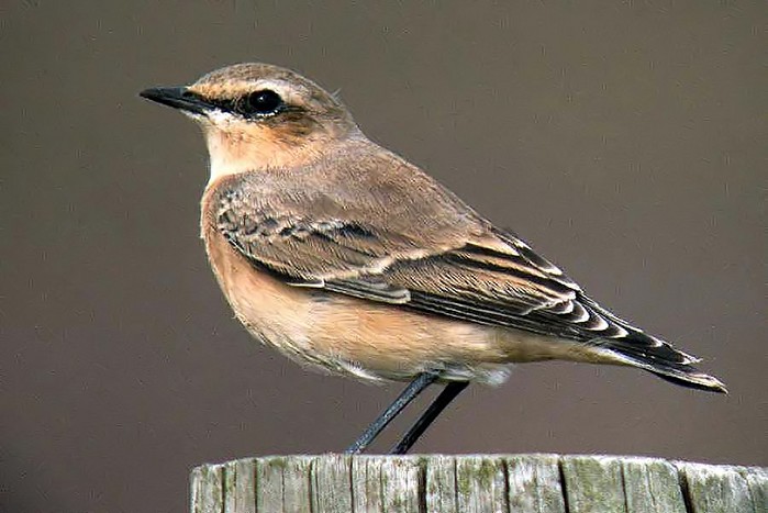 Wheatear