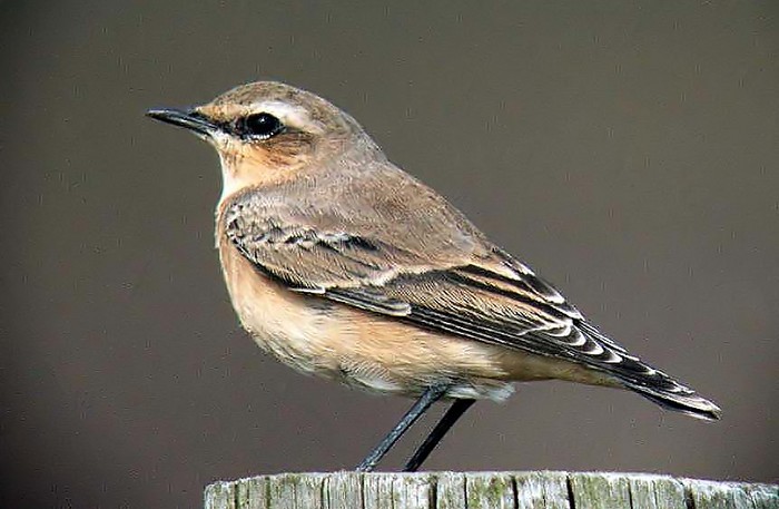 Wheatear