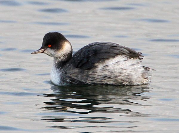Black-necked Grebe