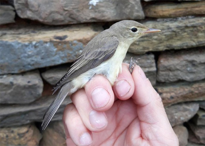 Icterine Warbler