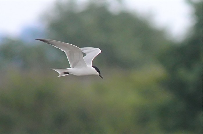 Gull-billed Tern