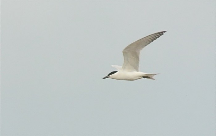 Gull-billed Tern
