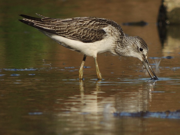 Greenshank