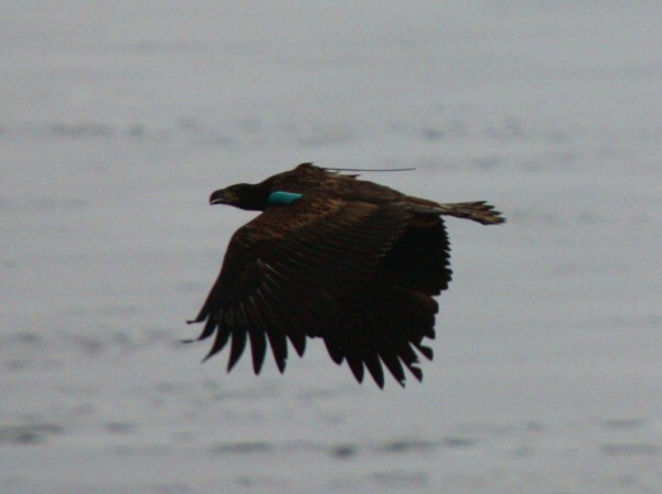 White-tailed Eagle