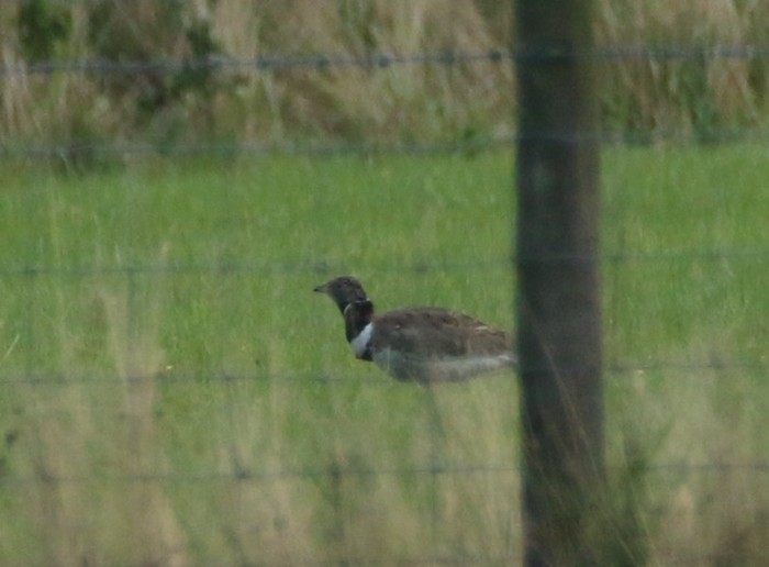 Little Bustard