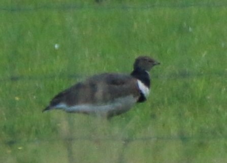 Little Bustard