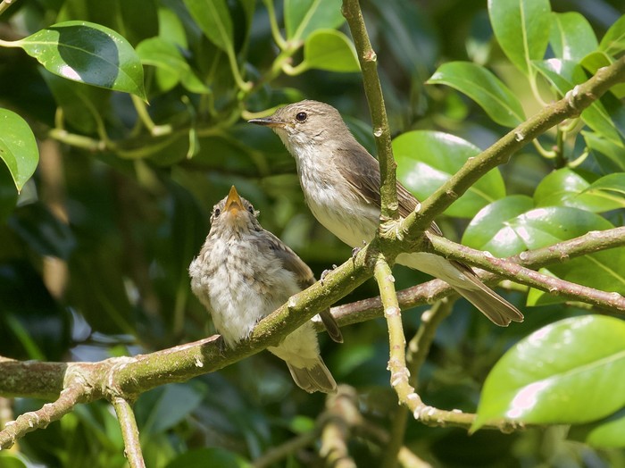 Spotted Flycatcher