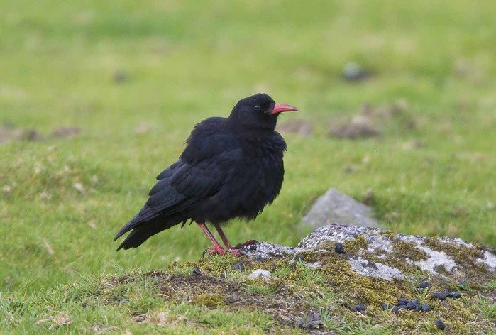 Chough