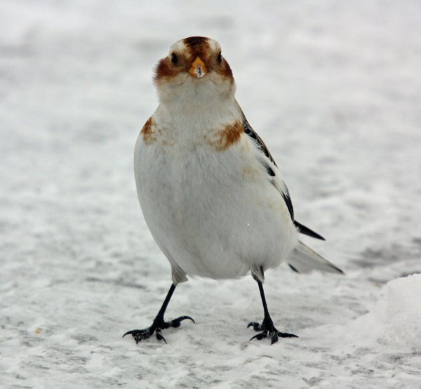 Snow Bunting