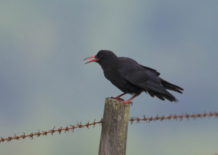 Chough