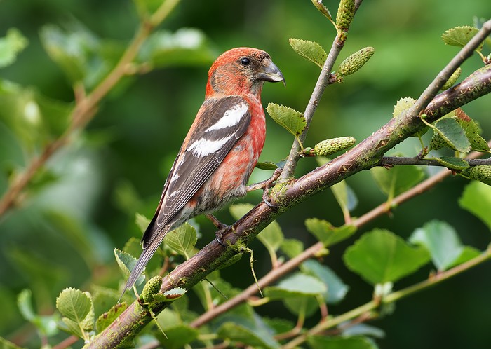 Two-barred Crossbill