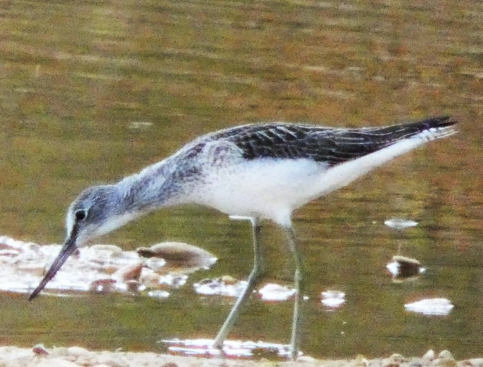 greenshank