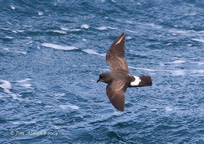 Storm Petrel