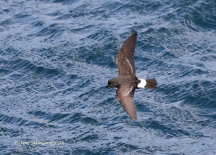 Storm Petrel